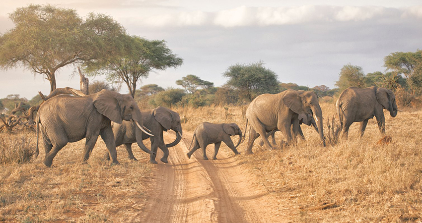4 days tanzania big 5 safari