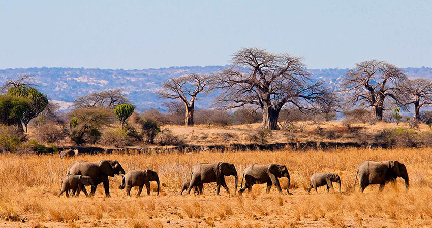2 days Tanzania big 5 safari