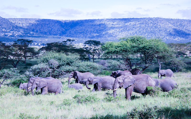  1 days tanzania safari