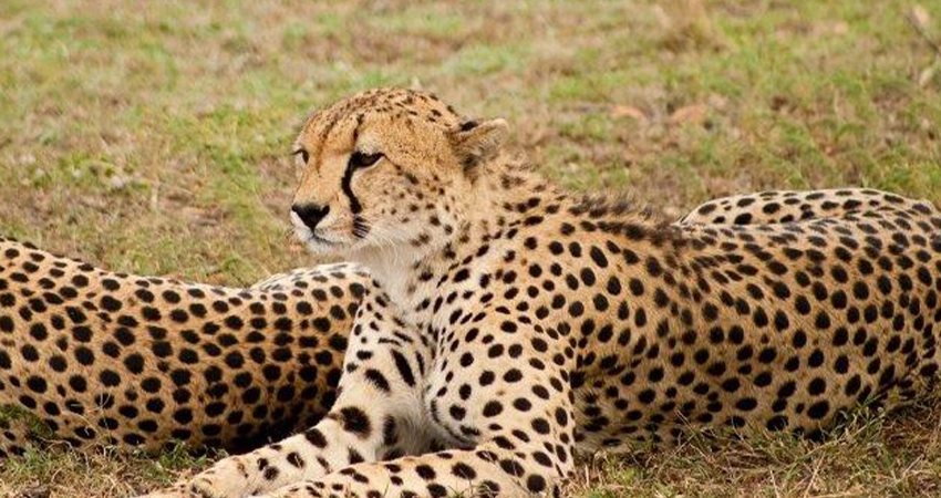 3 days tanzania sharing safari Ngorongoro