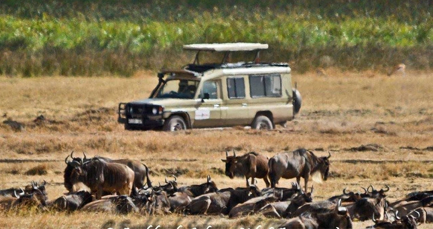 5 days tanzania sharing safari  serengeti